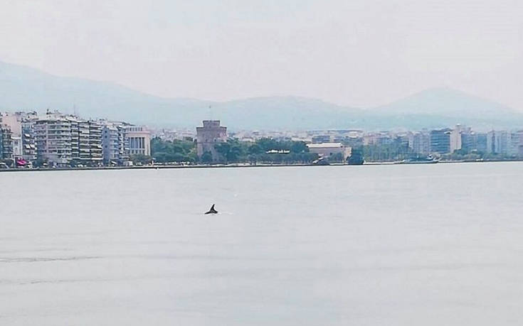 Δελφίνια εμφανίστηκαν στον Θερμαϊκό