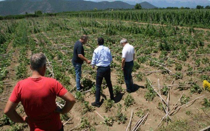 Πρώτη αυτοψία από τον ΕΛΓΑ για τις ζημιές στη φασολοκαλλιέργεια των Πρεσπών