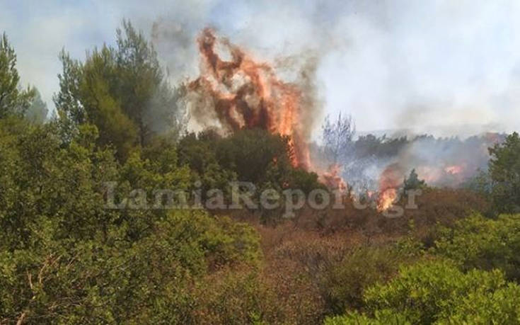 Φωτογραφίες από τη φωτιά που ξέσπασε στο Μαρτίνο Φθιώτιδας