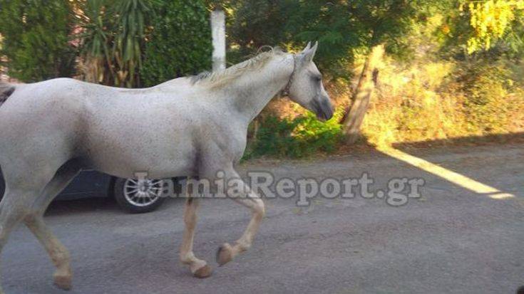 Λαμία: Μετά τον ταύρο σειρά είχε ένα άλογο