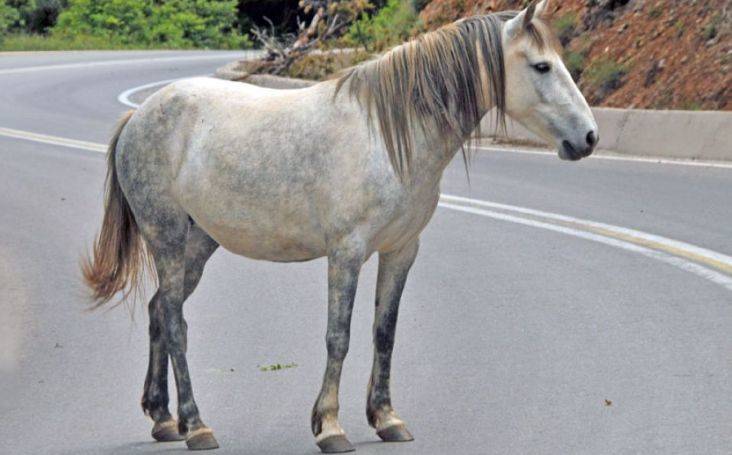 Θεσσαλονίκη: Στη δυτική είσοδο της πόλης ακινητοποιήθηκε το άλογο που κυκλοφορούσε ελεύθερο