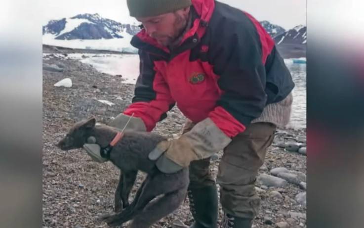 Το απίστευτο ταξίδι μιας αλεπουδίτσας από τη Νορβηγία στον Καναδά σε 76 μέρες