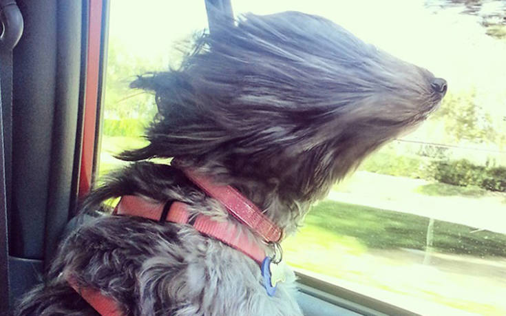 Σκύλοι κόντρα στον άνεμο
