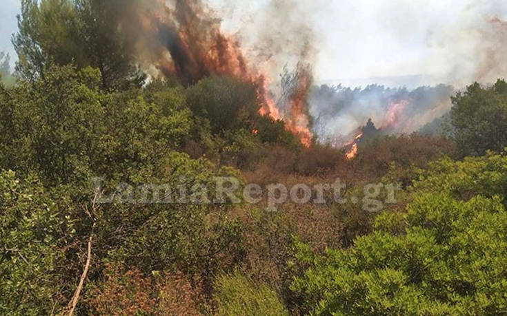 Φωτιά στο Μαρτίνο Φθιώτιδας: Υπό έλεγχο μετά τη γρήγορη επέμβαση των πυροσβεστών