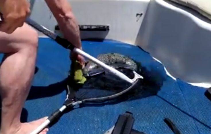 Λαγοκέφαλος πιάστηκε στα δίχτυα ψαρά στην Κρήτη