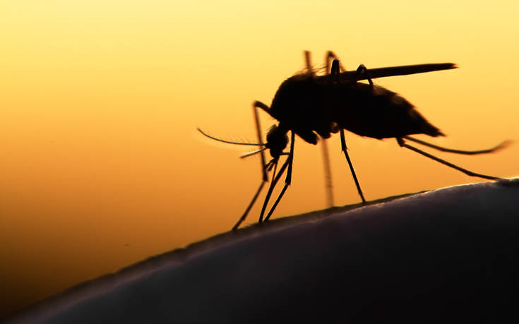 Φονικό κουνούπι άφησε εγκεφαλικά νεκρό έναν άνδρα μέσα σε εννιά ημέρες