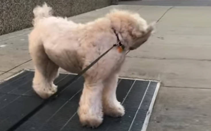 Σκύλος βρήκε τον πιο απλό τρόπο να δροσιστεί