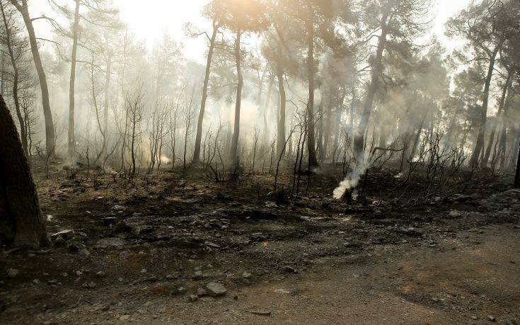 Υπό έλεγχο η φωτιά στην Ελάτη Κοζάνης