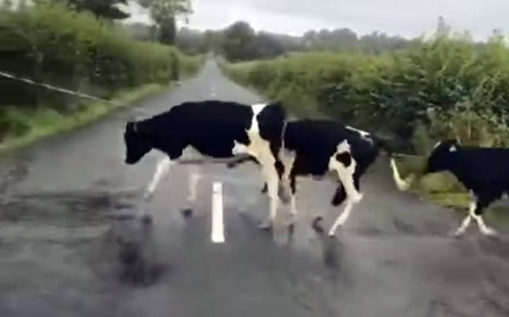 Αγελάδες βλέπουν τη διαγράμμιση δρόμου&#8230; σαν εμπόδιο