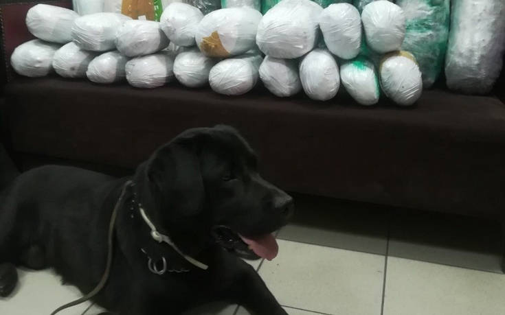 Ο αστυνομικός σκύλος Άτλας και τα 22 κιλά κάνναβης σε κοντέινερ