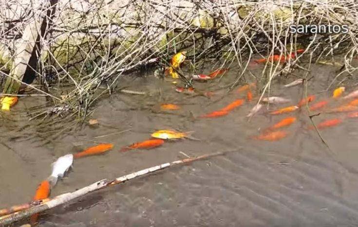 Τι σκότωσε εκατοντάδες ψάρια στο φράγμα Αποσελέμη