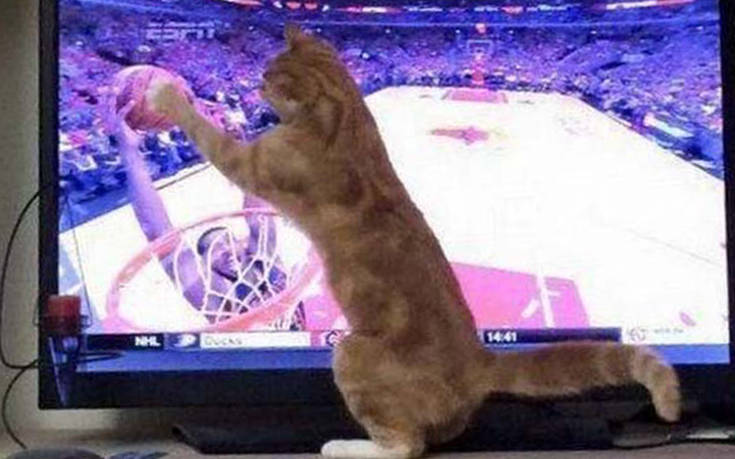 Όποιος έχει γάτα ξέρει