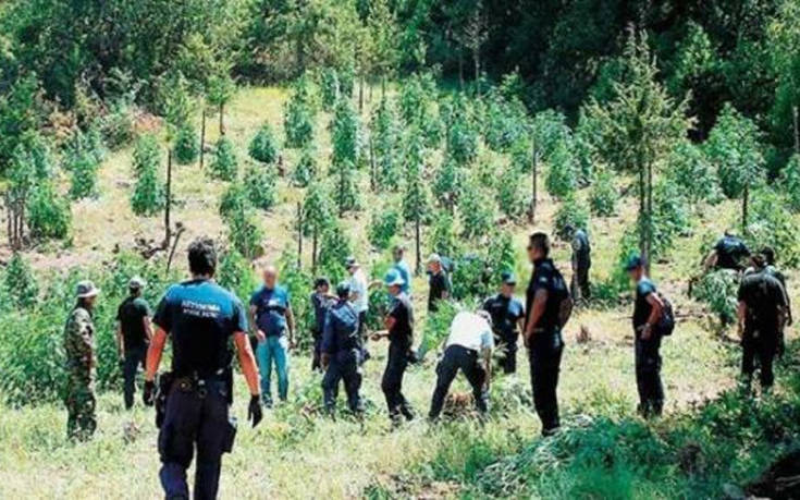Αστυνομικοί εντόπισαν φυτεία κάνναβης στον Παρνασσό, αλλά δεν βρήκαν τους χασισοκαλλιεργητές