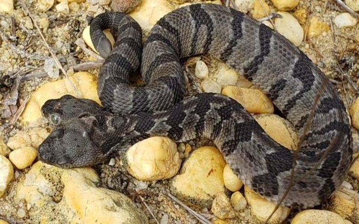 Βρέθηκε φίδι με δύο κεφάλια στις ΗΠΑ
