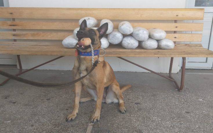 Σκύλος της Αστυνομίας έκανε μπλόκο σε 15,5 κιλά ακατέργαστης κάνναβης