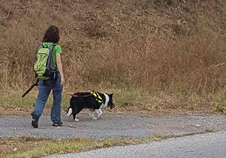 Φριχτός θάνατος για 26 σκυλιά από πολύ ισχυρό δηλητήριο στη Φλώρινα