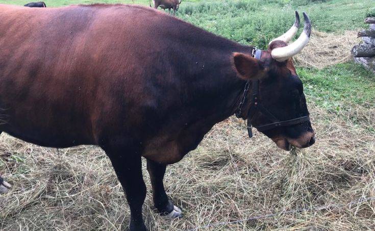 Τα βόδια ήταν τα… νεολιθικά ρομπότ