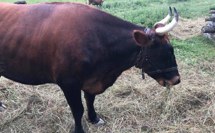 Τα βόδια ήταν τα&#8230; νεολιθικά ρομπότ