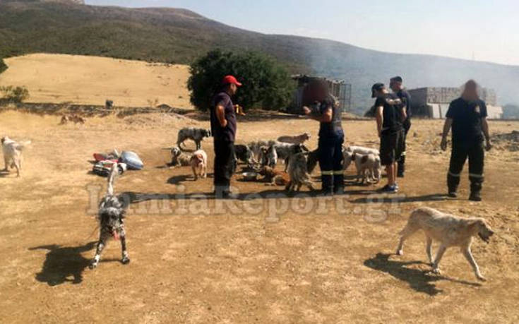 Πυρκαγιά σε κυνοτροφείο στη Θήβα, οι πυροσβέστες έσωσαν τα σκυλιά