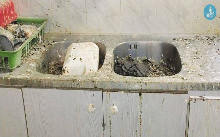 Ακαθαρσίες και νεκρά πουλιά στο πρώην δημαρχείο Ιαλυσού στη Ρόδο