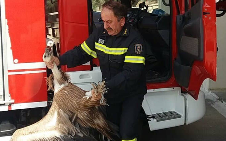 Γύπας έπεσε πάνω σε λεωφορείο στην εθνική οδό Χανίων-Ρεθύμνου