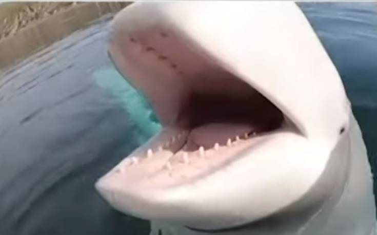 Φάλαινα «έκλεψε» κάμερα και την επέστρεψε στον δύτη