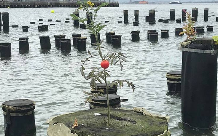 Ντομάτα φύτρωσε και μεγαλώνει στη μέση ποταμού της Νέας Υόρκης