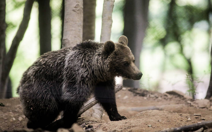 Αρκουδάκι «ζει» με τους κατοίκους στο Μικρό Πάπιγκο &#8211; Πάει σε κήπο σπιτιού για να φάει