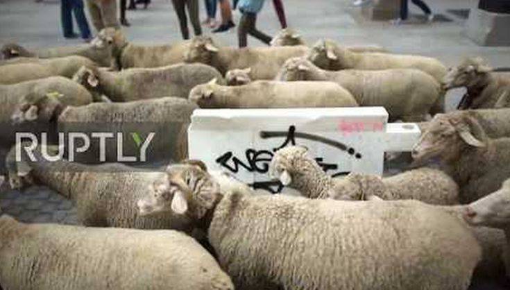 Χιλιάδες πρόβατα παρέλασαν στην Μαδρίτη