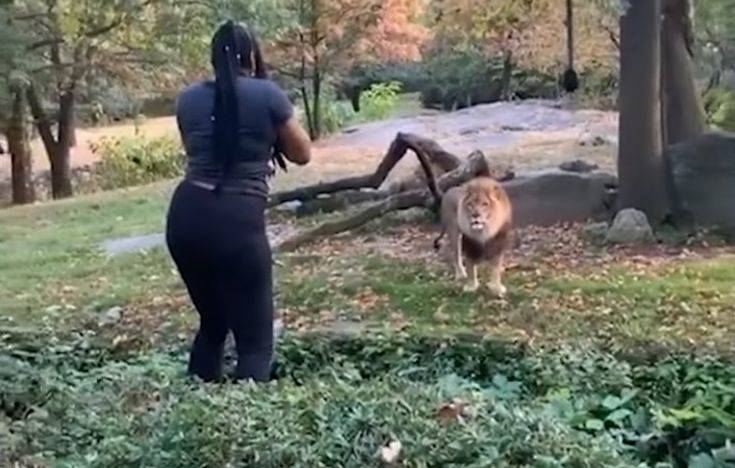 Επισκέπτρια σε ζωολογικό κήπο πέρασε τον φράχτη ασφαλείας και βρέθηκε μια ανάσα από το λιοντάρι