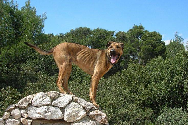 Οι σκύλοι χαρίζουν και χρόνια ζωής