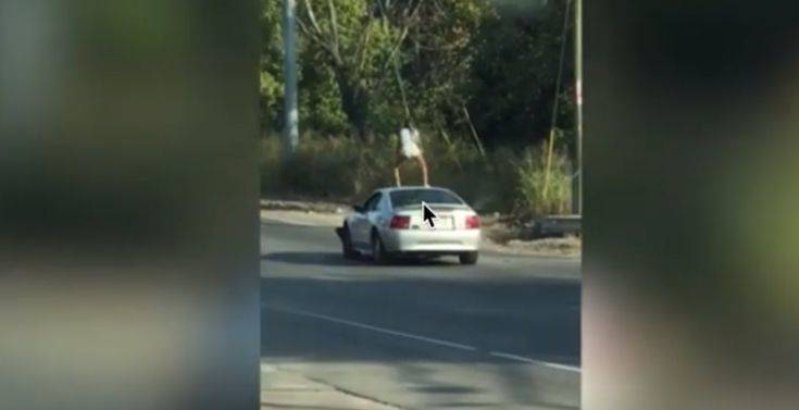Τενεσί: Χειροπέδες σε 23χρονη που έκανε twerking σε οροφή αυτοκινήτου… εν κινήσει!