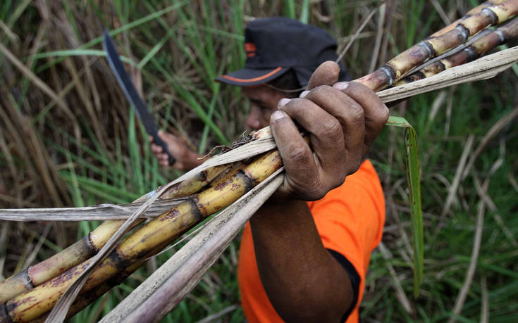 Η Βραζιλία επιτρέπει και πάλι την καλλιέργεια ζαχαροκάλαμου σε περιοχές του Αμαζονίου