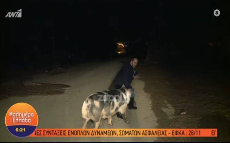 O ρεπόρτερ του Παπαδάκη που τον δάγκωσε γουρούνι στον «αέρα»: Οποιοσδήποτε θα γελούσε μ’ αυτό