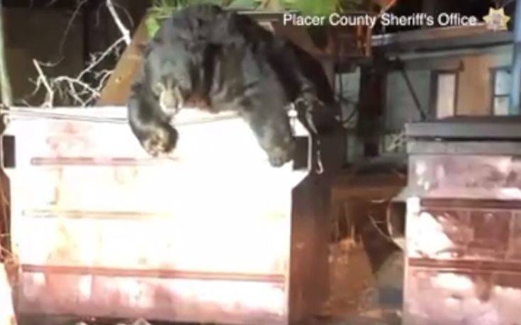 Αστυνομικοί σε δύσκολη αποστολή, απεγκλώβισαν αρκούδα από κάδο απορριμμάτων