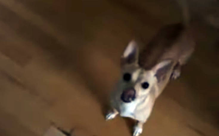 Σκύλος τρελαίνεται για βόλτα αλλά&#8230; ξαφνικά αλλάζει γνώμη