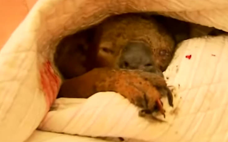 Πέθανε το κοάλα που μια γυναίκα διέσωσε από τις φλόγες στην Αυστραλία