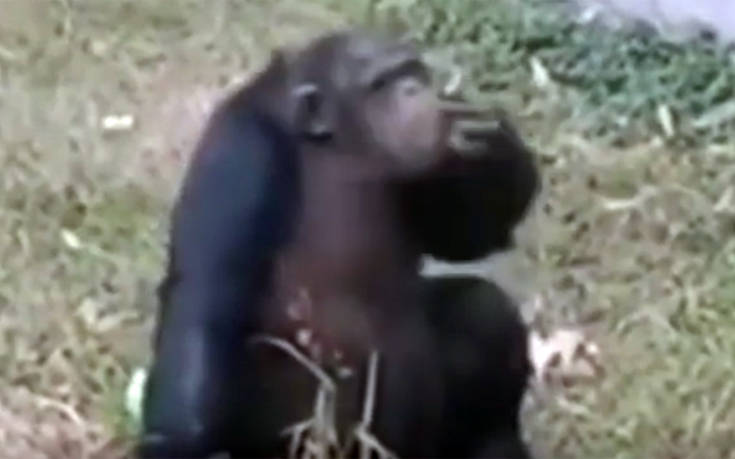 Θεριακλής χιμπαντζής κάπνιζε τσιγάρο που του πέταξαν επισκέπτες ζωολογικού κήπου