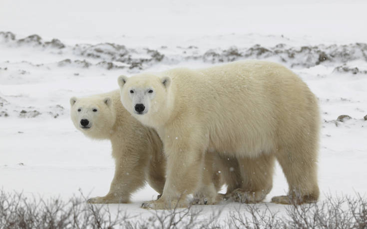 Πολικές αρκούδες «διώχνουν» τους κάτοικους οικισμού στη Ρωσία