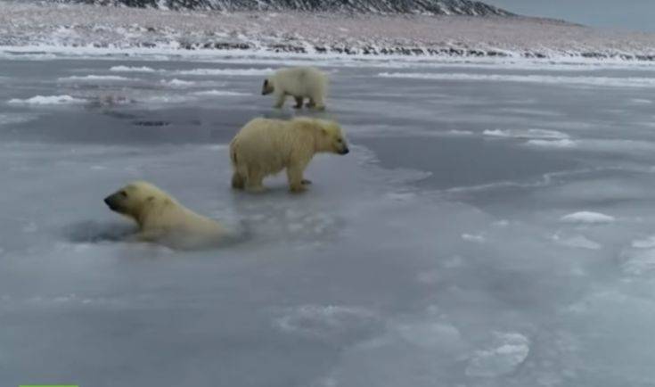 Πολικές αρκούδες παλεύουν να σταθούν σε λιωμένους πάγους