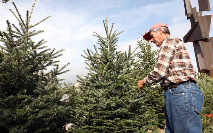 Θεσσαλονίκη: Στα περσινά επίπεδα οι τιμές του χριστουγεννιάτικου δέντρου