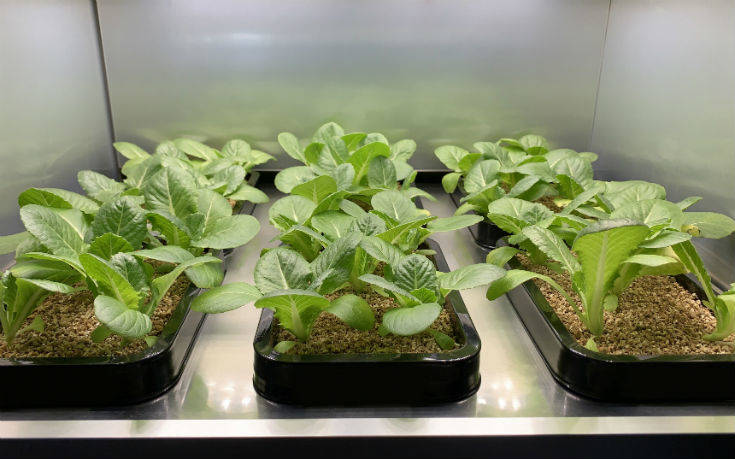 Η LG αξιοποιεί την τεχνογνωσία της για να αναπτύξει τον πρώτο καλλιεργητή λαχανικών εσωτερικού χώρου