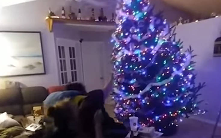 Χριστουγεννιάτικες αστοχίες με επίκεντρο το δέντρο!