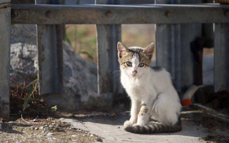 Θεσσαλονίκη: Άγνωστος κλώτσησε γατάκι δύο μηνών &#8211; Αποκολλήθηκε η γνάθος του