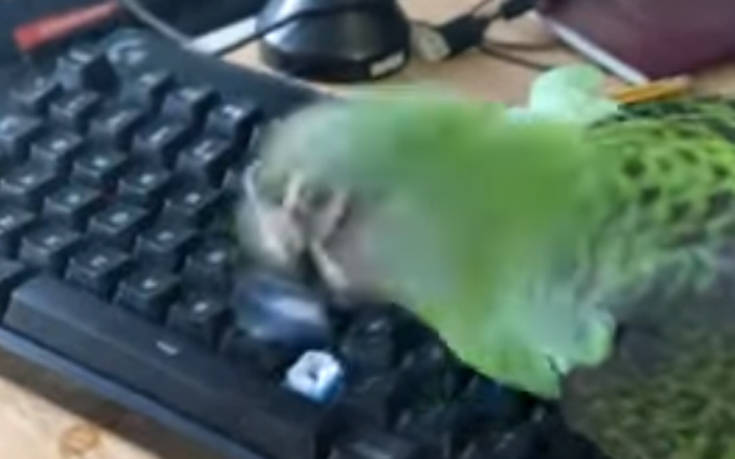 Επισκευές πληκτρολογίων&#8230; ο παπαγάλος!