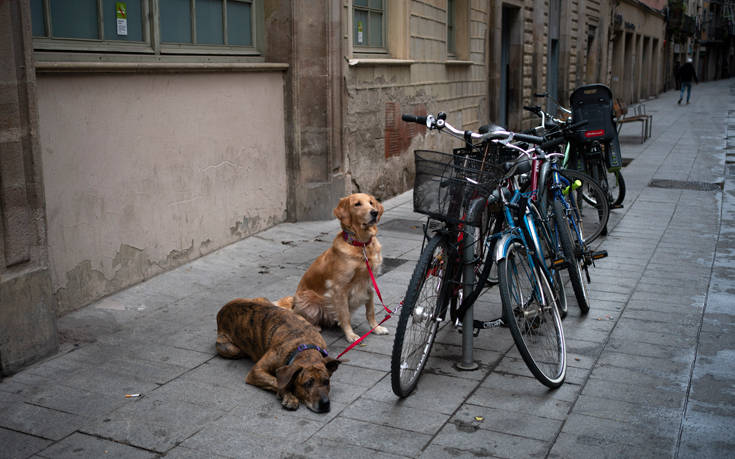 Απίστευτη φρίκη στην Ισπανία: Έκοβαν τις φωνητικές χορδές σκύλων για να μη γαβγίζουν