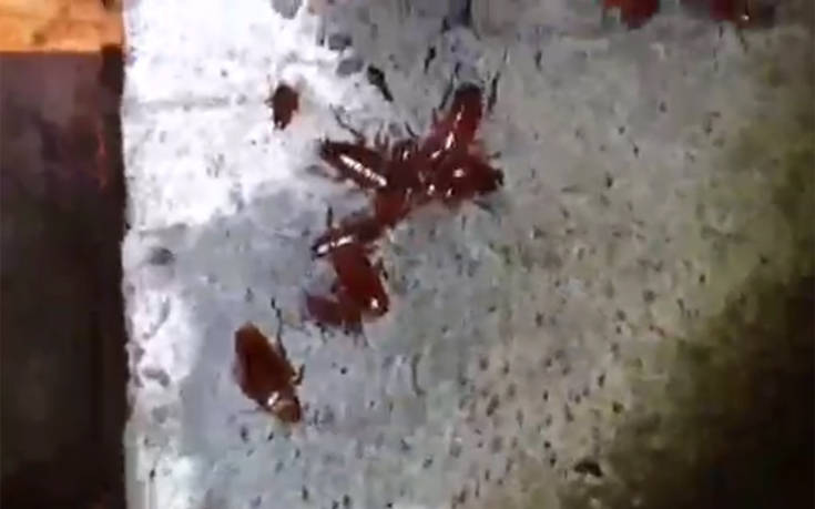Ανατριχιαστικές εικόνες με κατσαρίδες στα υπόγεια του νοσοκομείου «Αλεξάνδρα»
