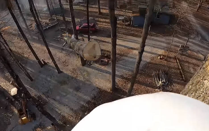 Αριστοτεχνική κοπή δέντρου