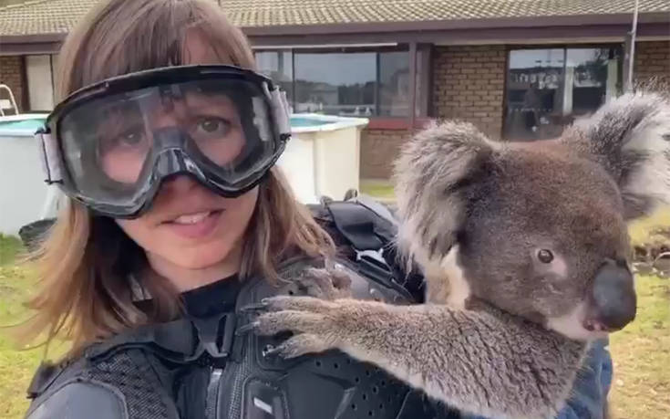 Επική φάρσα στην Αυστραλία: Έπεισαν δημοσιογράφο να φορέσει «πανοπλία» για να κρατήσει κοάλα