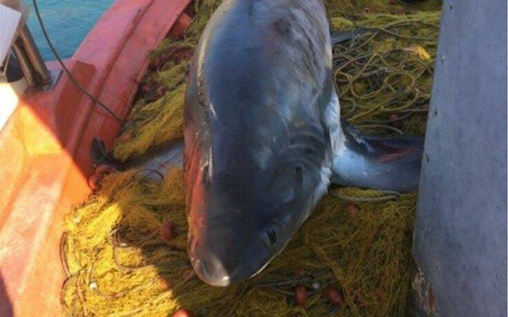 Ψαράς έπιασε καρχαρία τεσσάρων μέτρων και 100 κιλών στο Βόλο